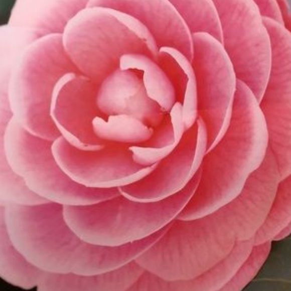 Apt.9 blouse - Picture 6 of 6